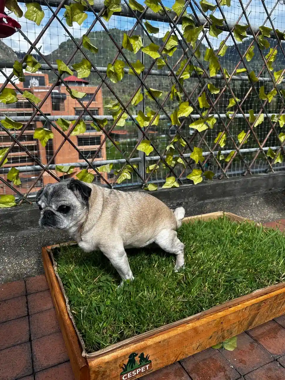 Mascota usando CesPet 1