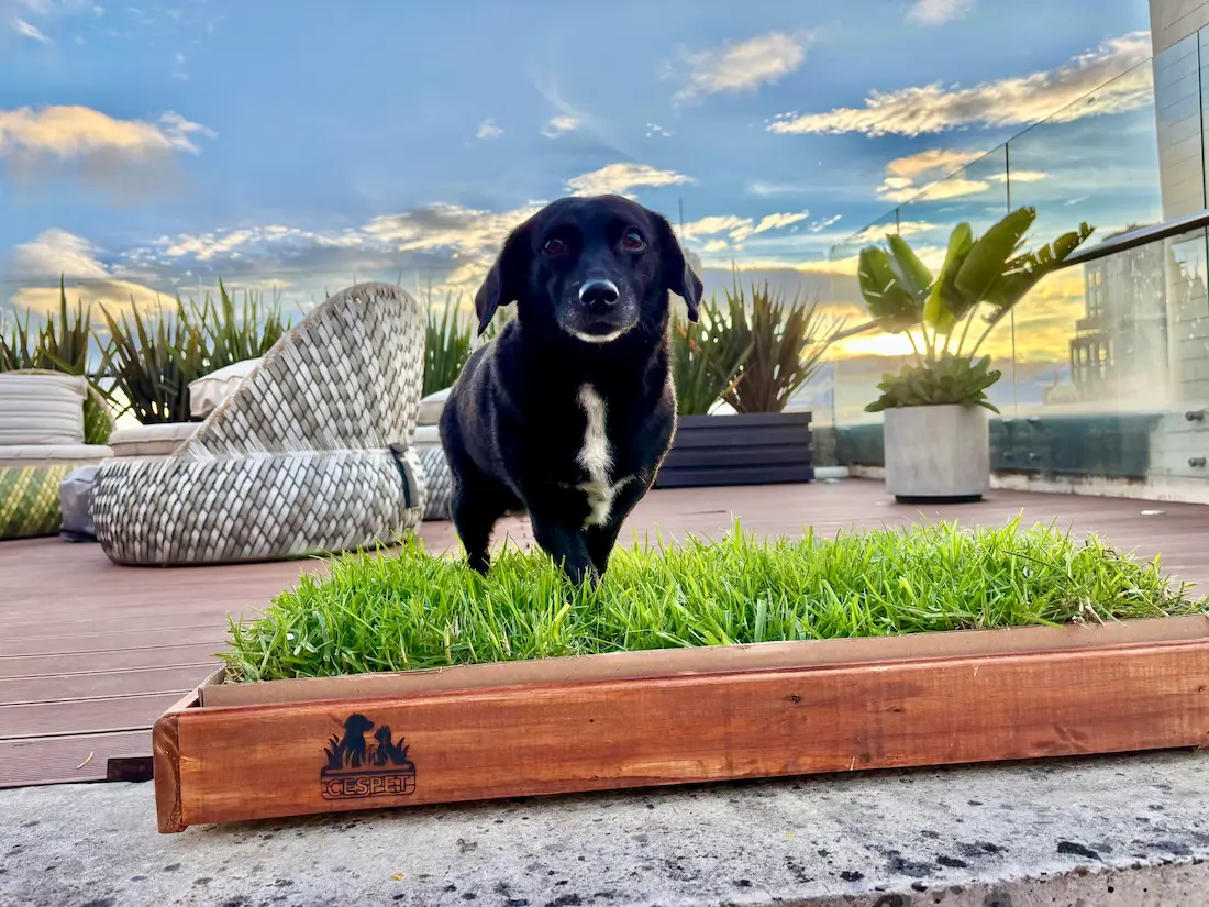 Mascota usando CesPet 2