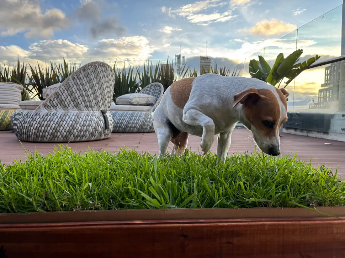 Mascota usando CesPet 3