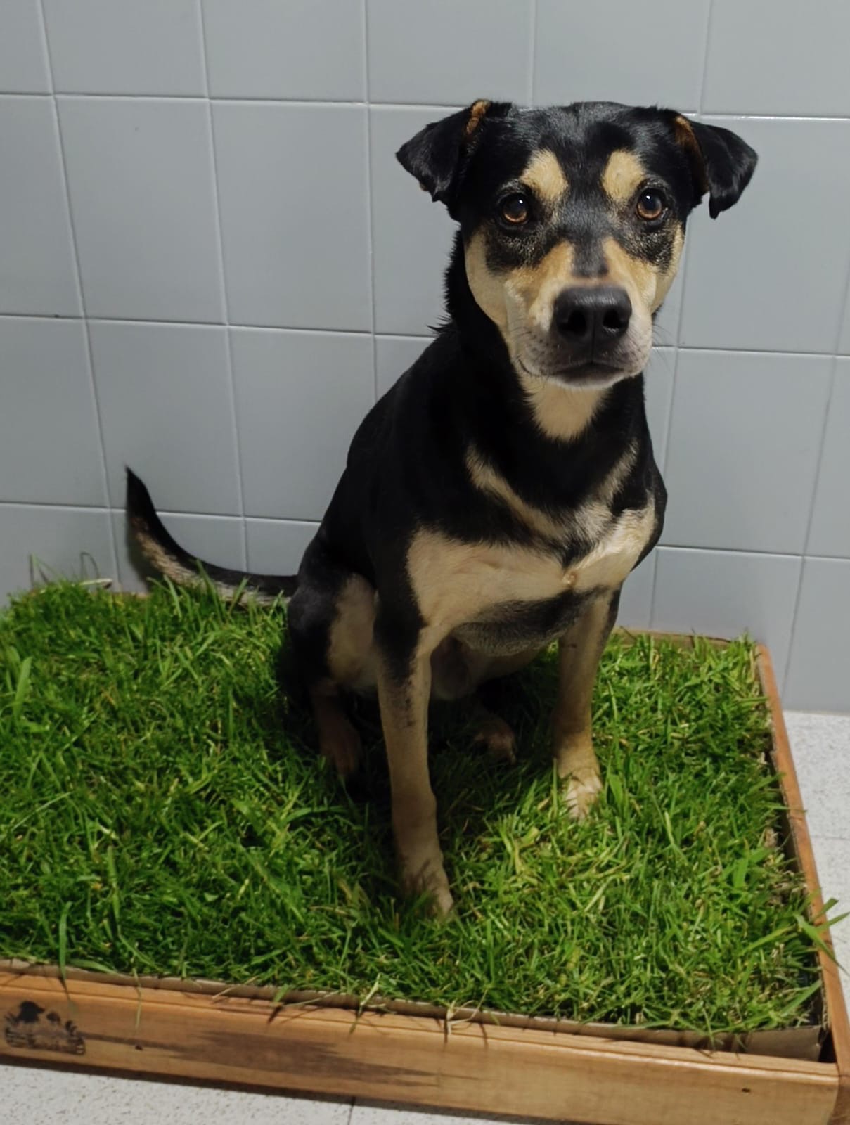 Mascota usando CesPet 4