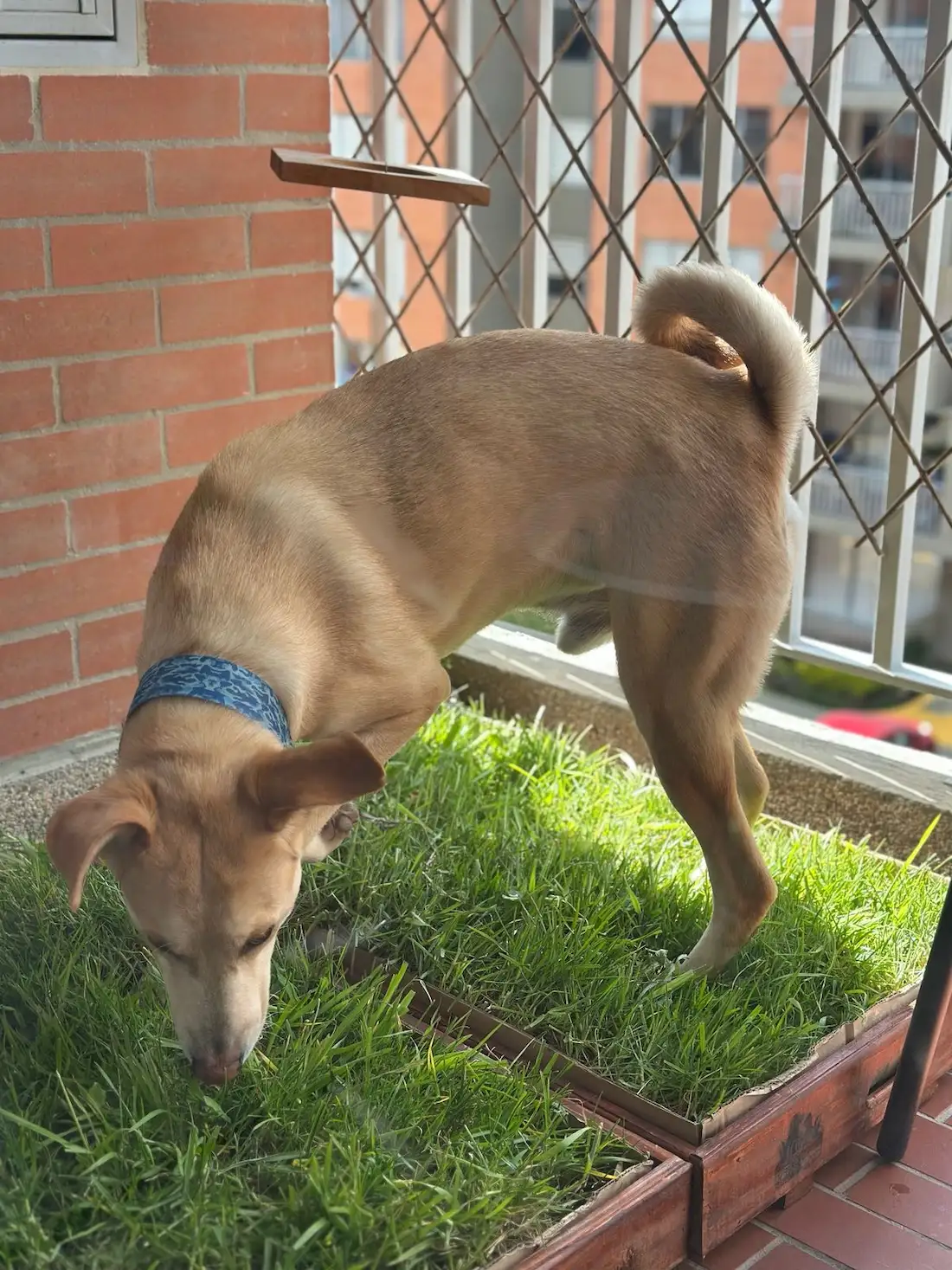 Mascota usando CesPet 7